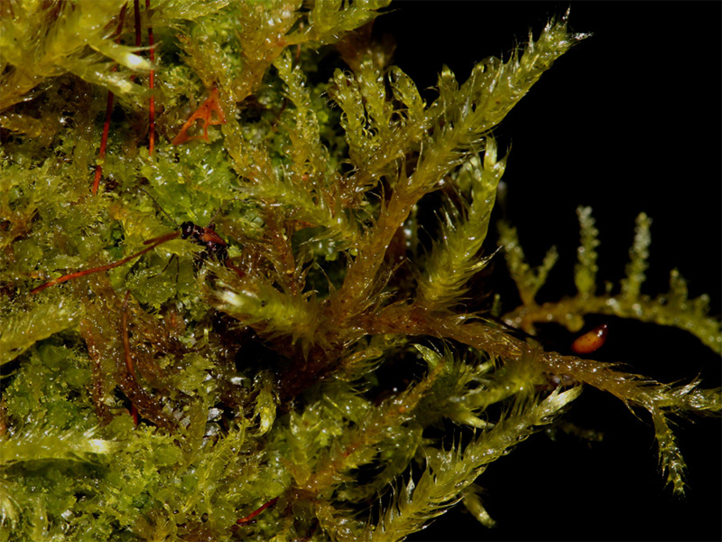 Brachythecium campestre